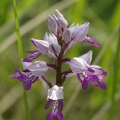 Orchis_militaire_07.jpg