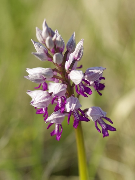Orchis_militaire_08.jpg