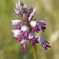 Orchis_militaire_08.jpg