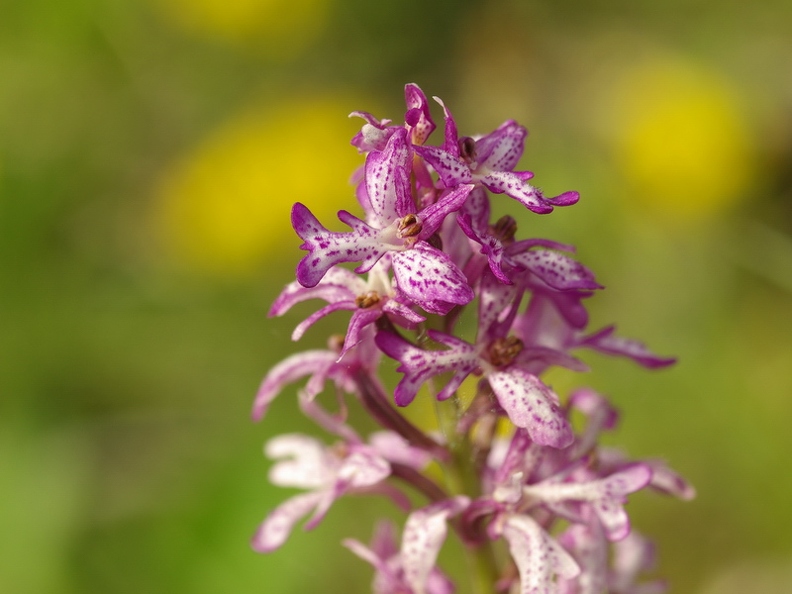 Orchis_militaire_09.jpg