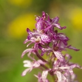 Orchis_militaire_09.jpg