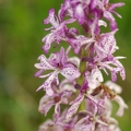 Orchis_militaire_10.jpg