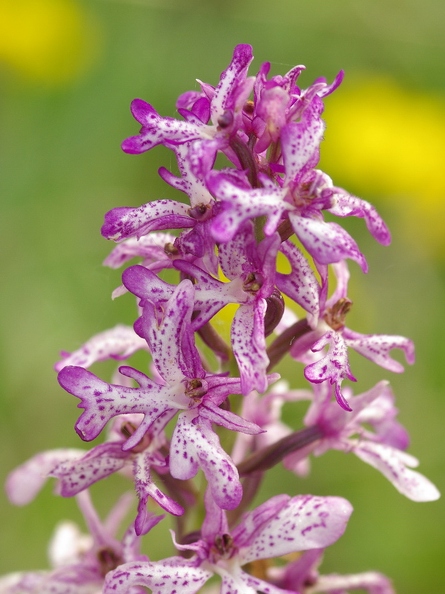 Orchis_militaire_11.jpg