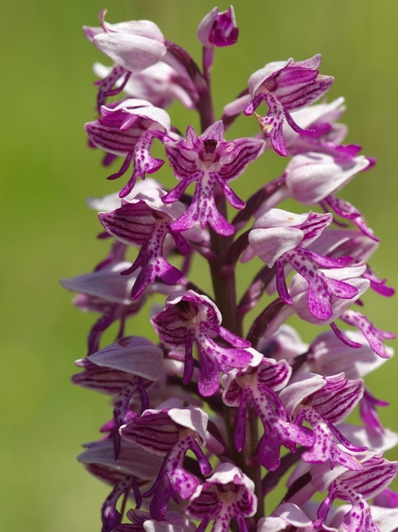 Orchis_militaire_15.jpg