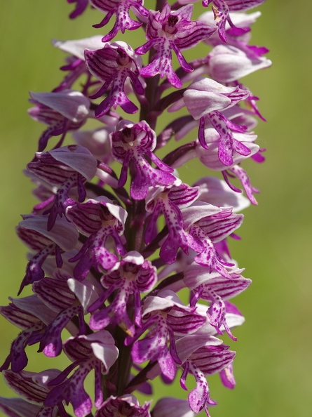 Orchis_militaire_16.jpg