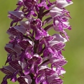 Orchis_militaire_16.jpg