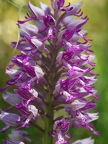 Orchis militaire