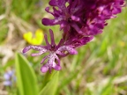 Lusus d'Orchis militaire