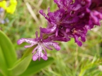 Lusus d'Orchis militaire