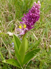 Lusus  d'Orchis militaire