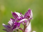 Orchis militaire