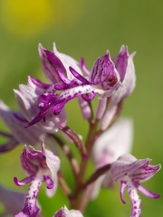 Orchis militaire
