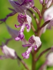 Orchis militaire