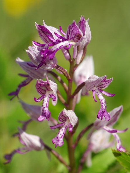 Orchis_militaire_27.jpg