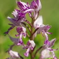 Orchis_militaire_27.jpg