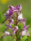 Orchis militaire