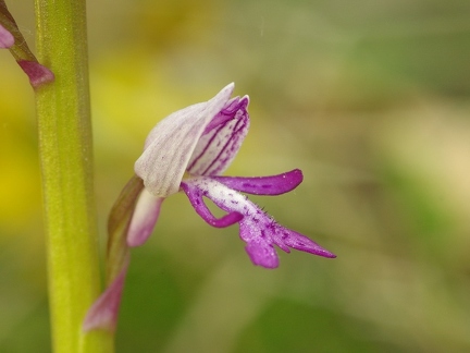 Orchis militaire