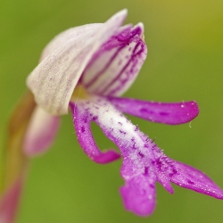 Orchis militaris