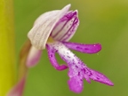 Orchis militaire