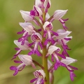 Orchis militaire