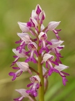 Orchis militaire