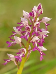 Orchis militaire