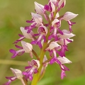Orchis_militaire_31.jpg