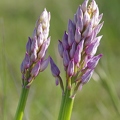 Orchis_militaire_32.jpg