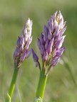 Orchis militaire