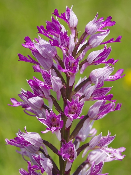 Orchis_militaire_33.jpg
