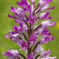 Orchis_militaire_33.jpg