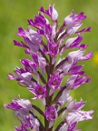 Orchis militaire