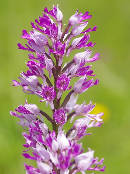 Orchis_militaire_34.jpg