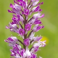 Orchis_militaire_34.jpg