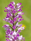 Orchis militaire