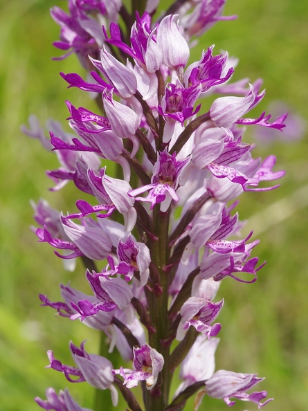 Orchis_militaire_35.jpg