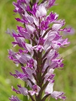 Orchis militaire