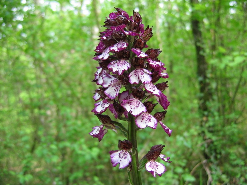 Orchis pourpre