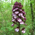 Orchis_pourpre_01.jpg