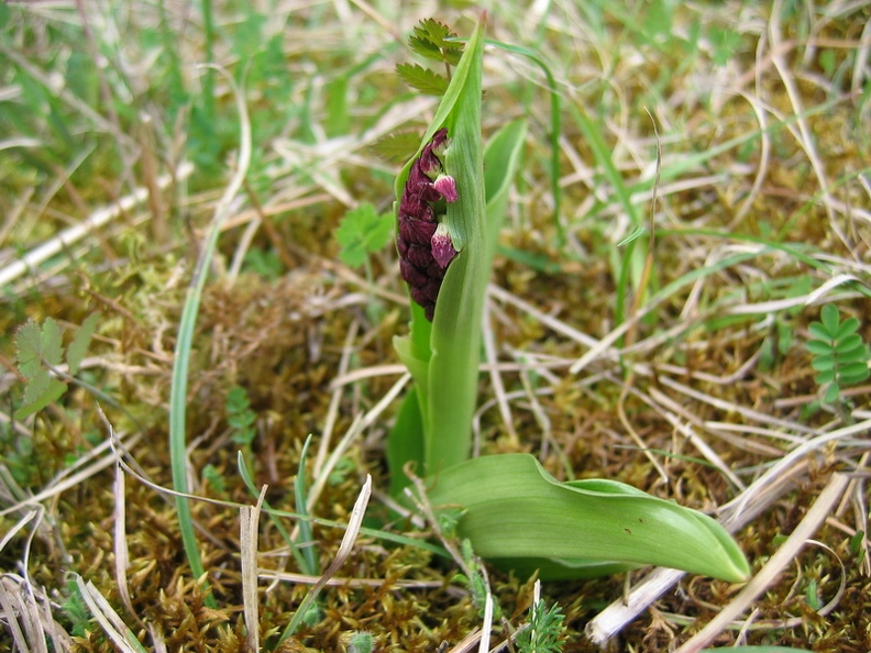 Orchis_pourpre_02.jpg