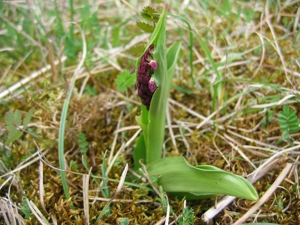 Orchis pourpre