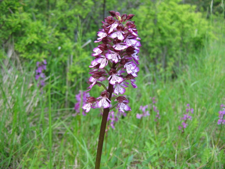 Orchis pourpre