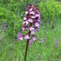Orchis_pourpre_03.jpg