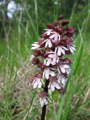 Orchis pourpre