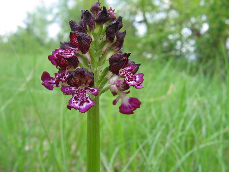 Orchis pourpre