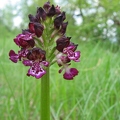 Orchis_pourpre_05.jpg