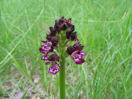 Orchis pourpre