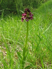 Orchis pourpre