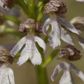 Orchis_pourpre_08.jpg