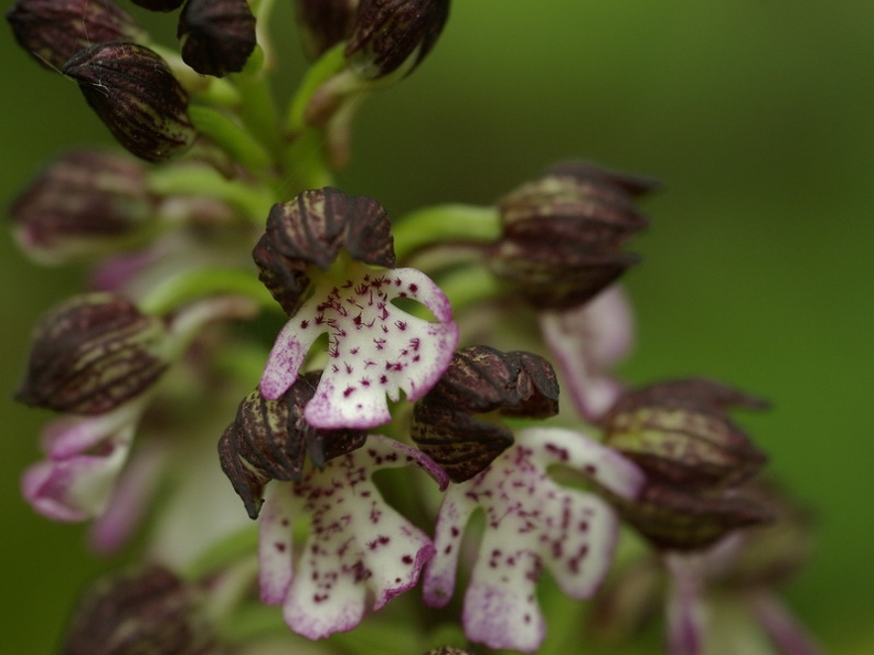 Orchis_pourpre_09.jpg